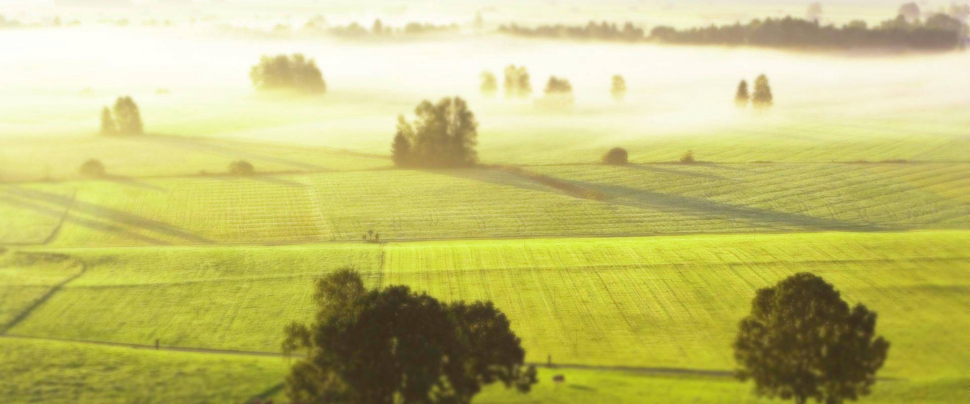 123123靠“桃”，以猕猴桃产业带动百姓增收